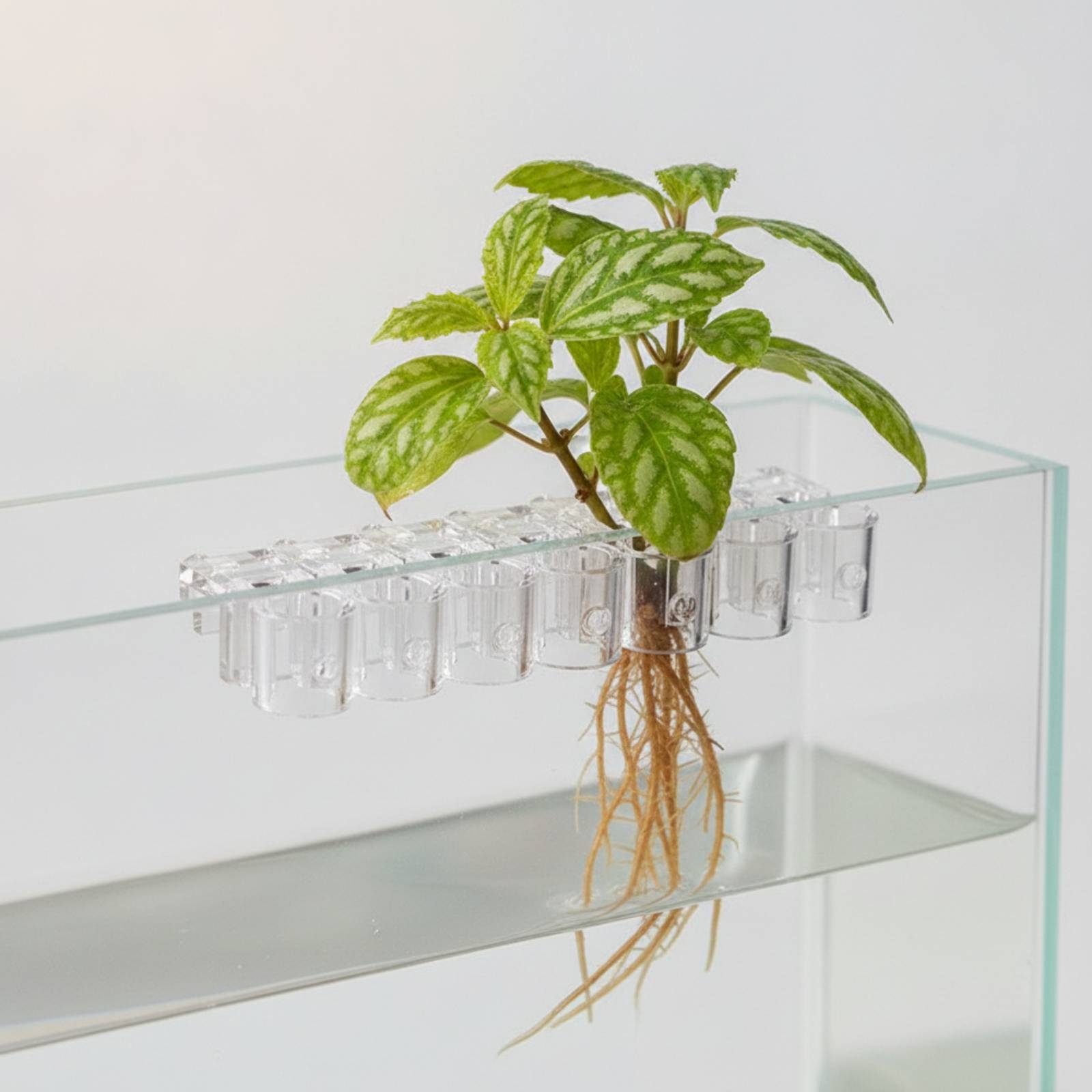 6 sztuk przezroczystych klipsó – Aquarium Plants recenzja i cena