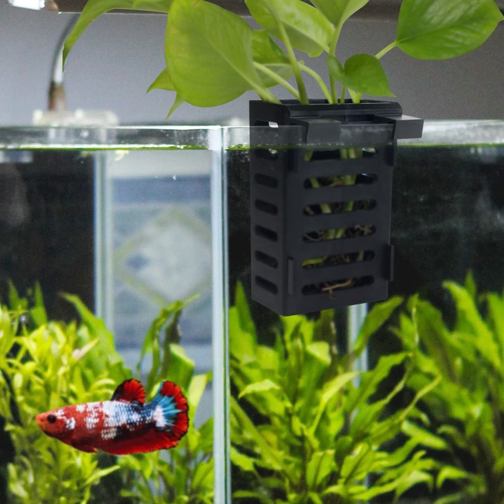 Akwarium roślinne, rośliny wod – Emersed Plants Aquarium recenzja i cena