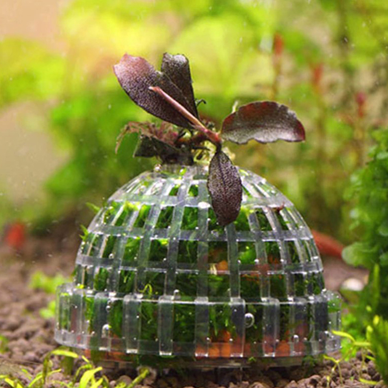 Gorąca Wyprzedaż Akcesoriów dl – Aquarium Plants For Sale recenzja i cena