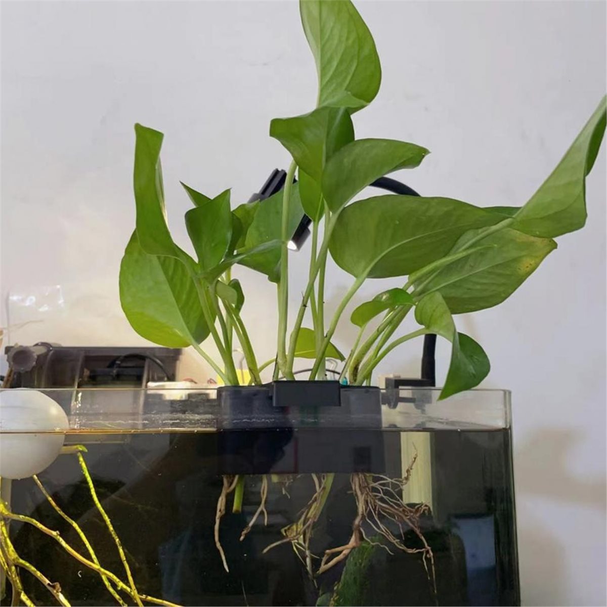 (ABAB) Uchwyt na rośliny akwar – Emersed Plants Aquarium recenzja i cena