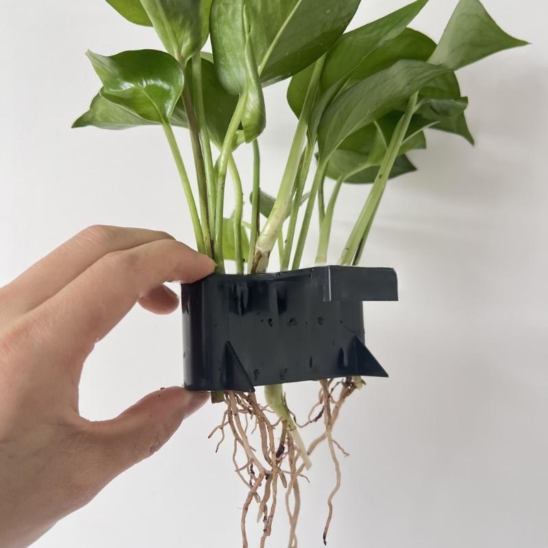 Zbiornik woda w wodach krajobr – Emersed Plants Aquarium recenzja i cena