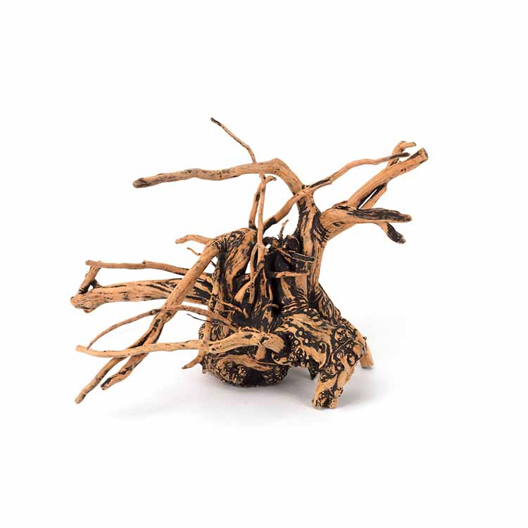 Hurtowa Sprzedaż Naturalnych D – Aquarium Plants For Sale recenzja i cena