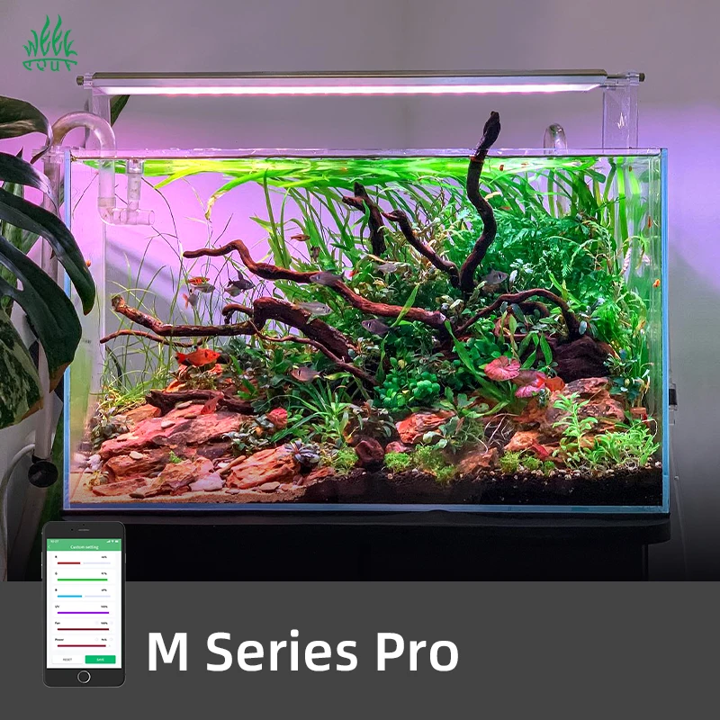 ZXY Gorąca Sprzedaż TYDNIOWA O – Aquarium Plants For Sale recenzja i cena