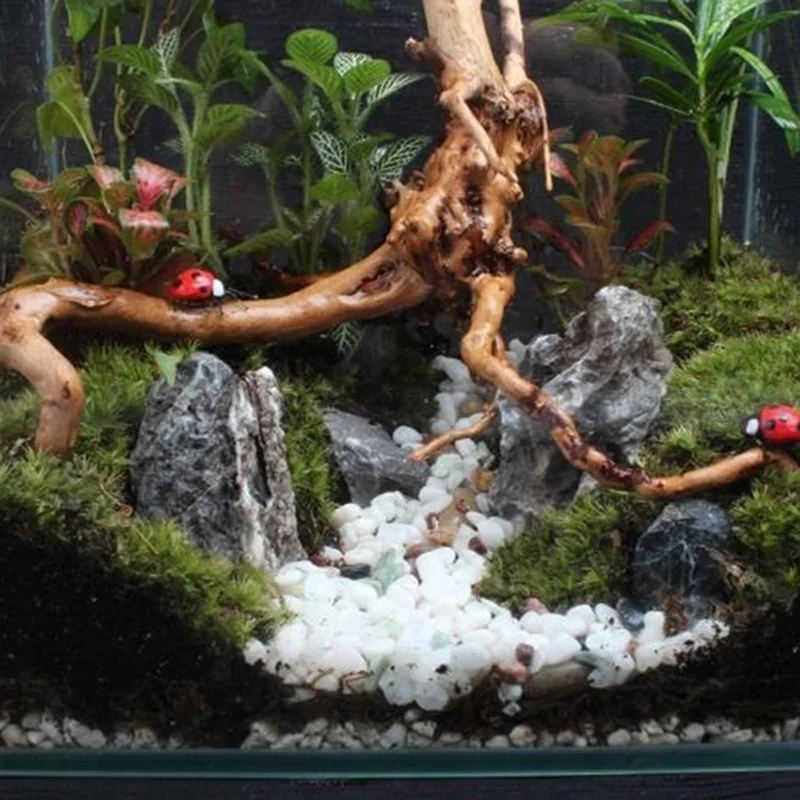 Naturalny tron drzewa, drewno  – Planted Aquarium Making recenzja i cena