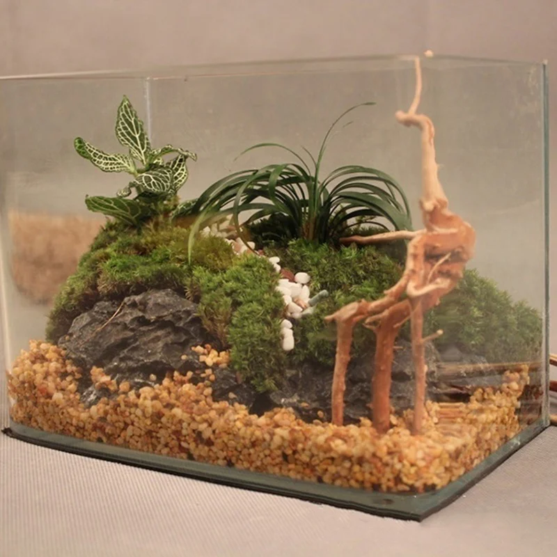 Naturalny tron drzewa, drewno  – Planted Aquarium Making recenzja i cena