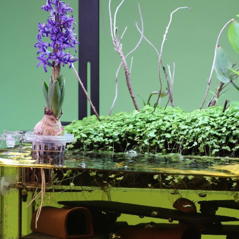 Stojak na rośliny akwariowe, u – Emersed Plants Aquarium recenzja i cena